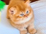 Şecereli Safkan Britishshorthair