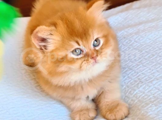 Şecereli Safkan Britishshorthair görsel