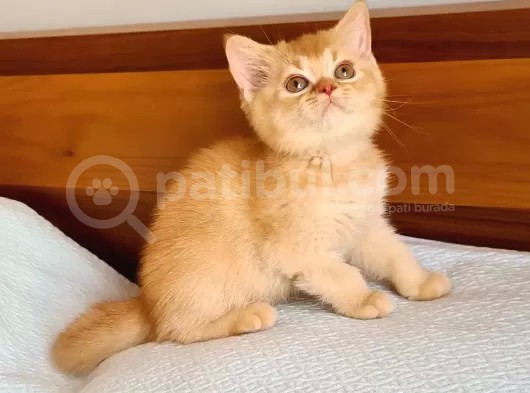 Şecereli Safkan Britishshorthair