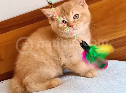 Şecereli Safkan Britishshorthair görsel