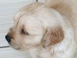 Baby Face Golden Yavrular