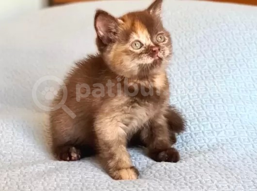 Cinnemon Tortie Scottishstraight Secereli
