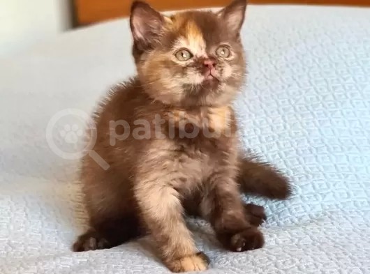 Cinnemon Tortie Scottishstraight Secereli görsel