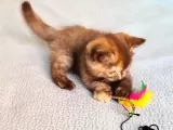 Cinnemon Tortie Scottishstraight Secereli