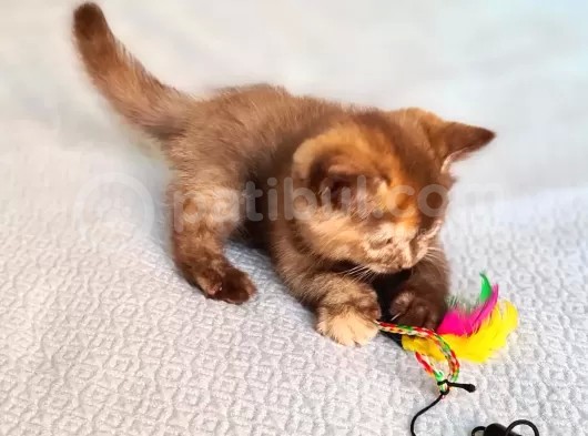 Cinnemon Tortie Scottishstraight Secereli görsel