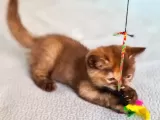 Cinnemon Tortie Scottishstraight Secereli