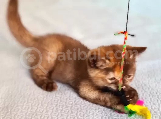 Cinnemon Tortie Scottishstraight Secereli görsel