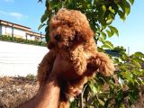 Red Toy Poodle