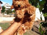 Red Toy Poodle