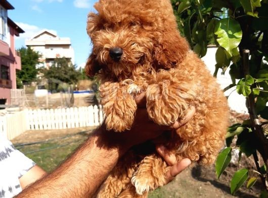 Red Toy Poodle