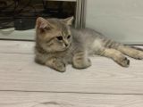 British Shorthair Lilac Tabby