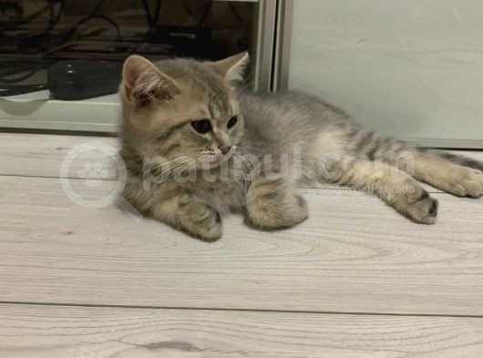 British Shorthair Lilac Tabby görsel