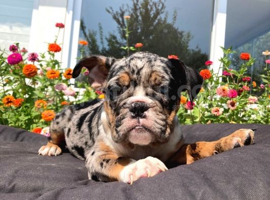 Tri̇ Merle İngi̇li̇z Bulldog Yavrularimiz görsel