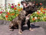 Safkan French Bulldog Yavrularımız