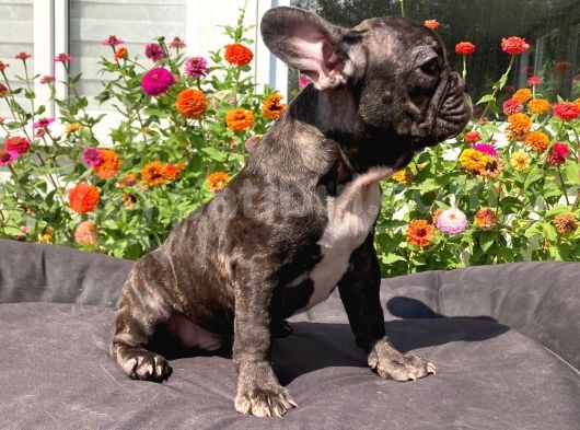 Safkan French Bulldog Yavrularımız görsel
