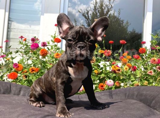 Safkan French Bulldog Yavrularımız