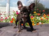 Safkan French Bulldog Yavrularımız