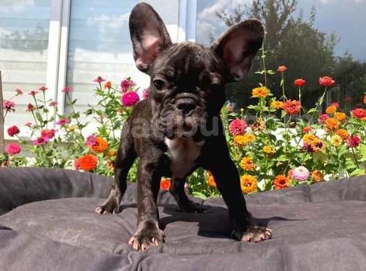 Safkan French Bulldog Yavrularımız görsel