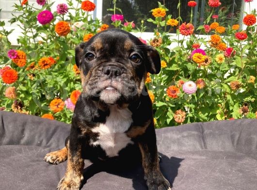 Black Tan  İngi̇li̇z Bulldog Yavrularimiz görsel