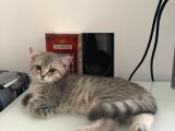 British Shorthair Lilac Tabby