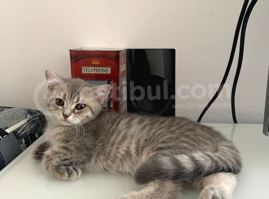 British Shorthair Lilac Tabby görsel