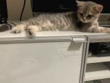 British Shorthair Lilac Tabby