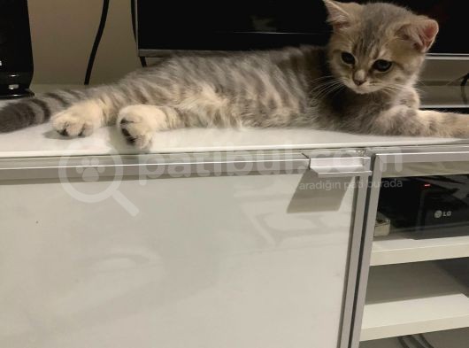 British Shorthair Lilac Tabby görsel