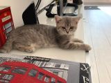 British Shorthair Lilac Tabby
