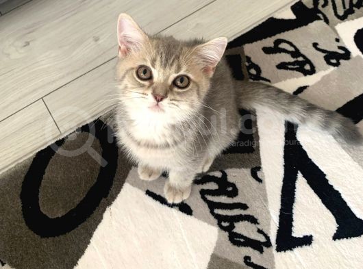 British Shorthair Lilac Tabby