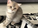 British Shorthair Lilac Tabby