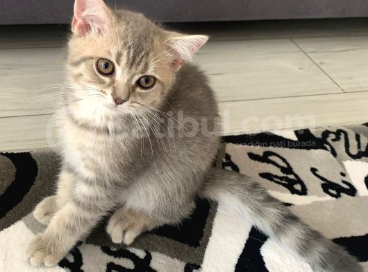 British Shorthair Lilac Tabby görsel