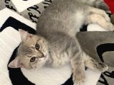 British Shorthair Lilac Tabby