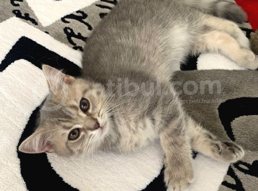 British Shorthair Lilac Tabby görsel