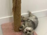 British Shorthair Lilac Tabby