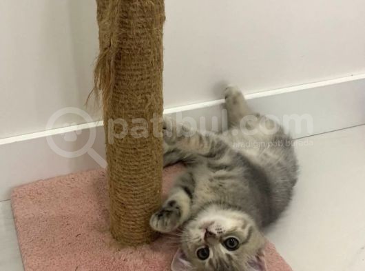 British Shorthair Lilac Tabby görsel