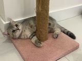 British Shorthair Lilac Tabby