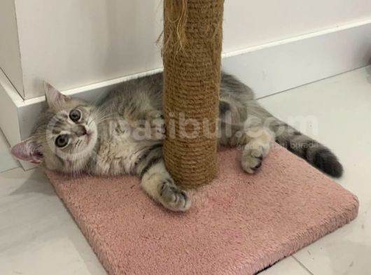 British Shorthair Lilac Tabby görsel