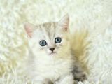 Full Şecereli Silver British Shorthair Ns25