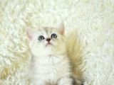 Full Şecereli Silver British Shorthair Ns25