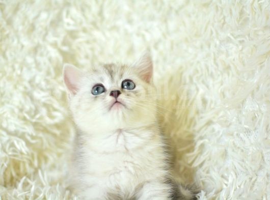Full Şecereli Silver British Shorthair Ns25 görsel