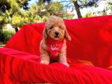 Safkan Toy Poodle Yavrularimiz