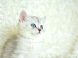 Full Şecereli Silver British Shorthair Ns25