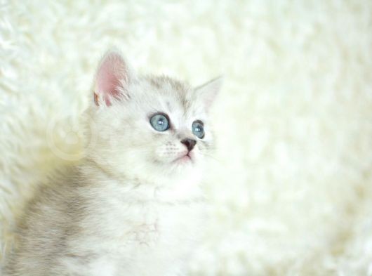 Full Şecereli Silver British Shorthair Ns25 görsel