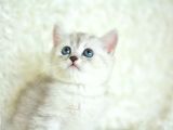 Full Şecereli Silver British Shorthair Ns25