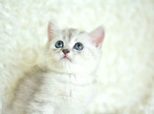 Full Şecereli Silver British Shorthair Ns25 görsel
