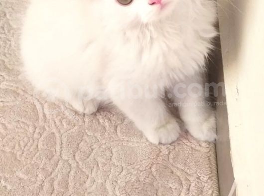 2.5-3 Aylik Erkek British Longhair Yavru görsel