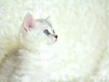 Full Şecereli Silver British Shorthair Ns25