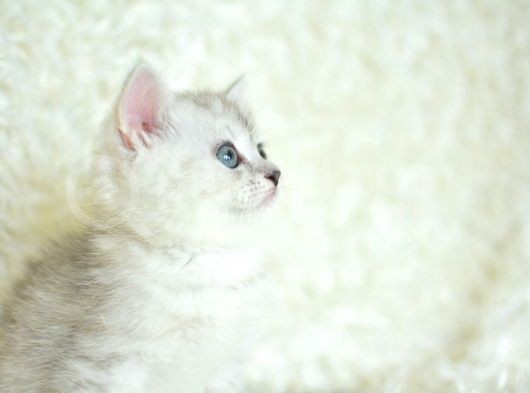Full Şecereli Silver British Shorthair Ns25 görsel