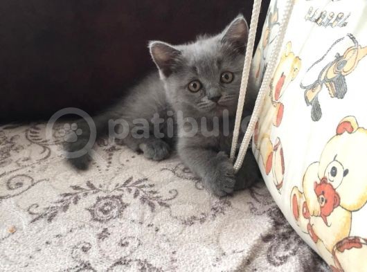 2.5 Aylık British Shorthair Kedi