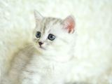 Full Şecereli Silver British Shorthair Ns25